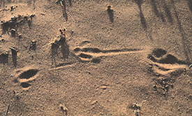 The tracks of the houbara bustard, favored by hunters for its abundant meat, are now among the rarest in the desert. 